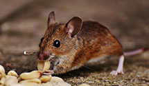24 Hour & Emergency Exterminators in Florence, AL